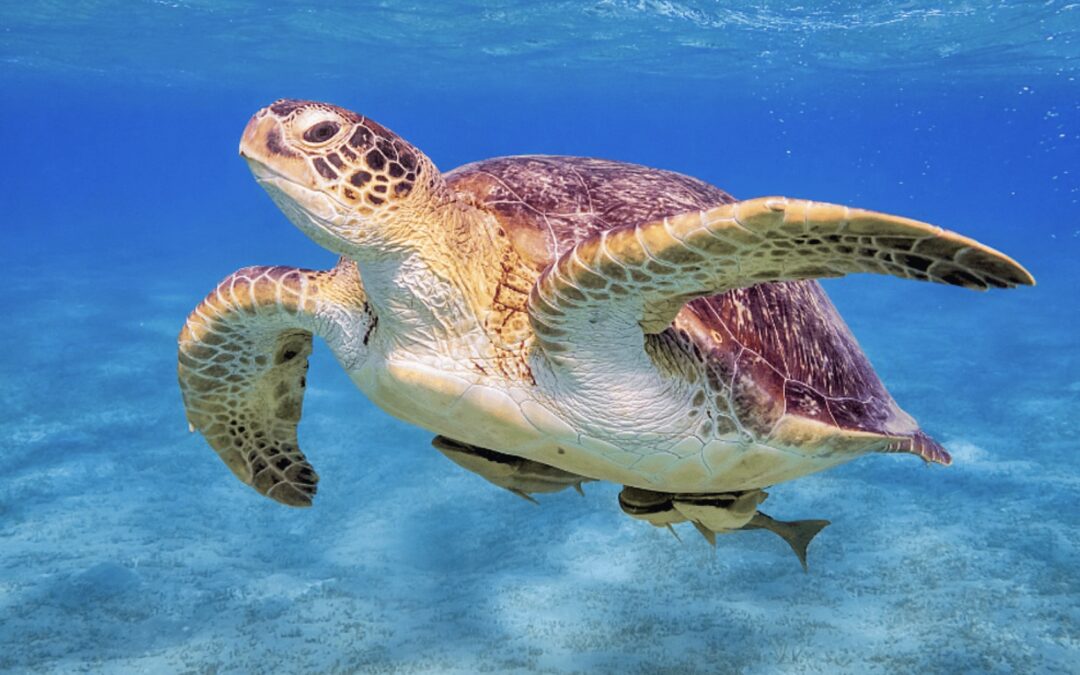 Protecting Our Ancient Mariners